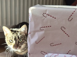 e2241122-fc0f-425d-b25a-dd746f972b33