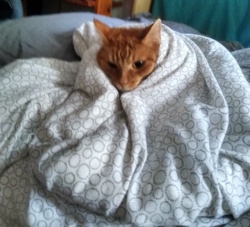 dc28d559-0f3c-456c-bccd-ec4504b27813