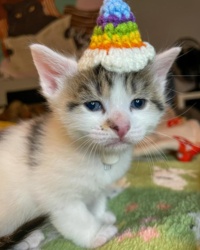 439903a5-a869-43e6-866b-d75720bb4775