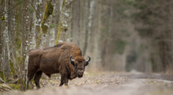 Rząd ma plan zarządzania Puszczą Białowieską. Będzie "proprzyrodniczy"