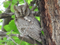 Syczek w Polsce – tropikalna sowa pojawiła się na Lubelszczyźnie - Ekologia.pl
