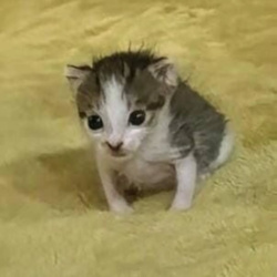 8e70aa4e-7ba3-420a-8e96-9400d54906eb