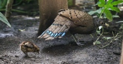 Dla tego pisklęcia zamknięto całą ptaszarnię ZOO w Warszawie