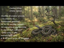 Vipera Berus Czesław Miłosz Poezje Wiersze | Poezja Dla Duszy