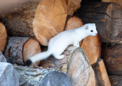 499b7b1f-f5a4-4d90-9ef1-191a66edc67b