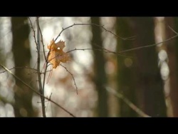 Uzdrawiająca Muzyka Do Snu Wycisza Umysł