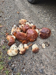 17fedec3-2e8f-4880-911d-3688e9d0c491