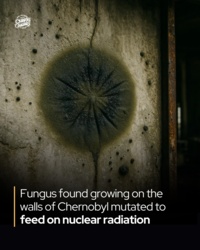 Dziś rocznica. Mijają dokładnie dwa lata od kiedy wrzuciłem tutaj swojego pierwszego grzyba i zacząłem spamowanie Wam internteru nimi. Nie wiem ile wrzuciłem, ale gatunków opisałem z setkę, a dwa razy tyle było luźniejszych wpisów. To była świetna zabawa, dwa lata pełne przygód