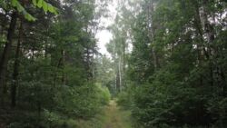 Tereny pod fabrykę Izera to zdrowy las, a nie teren zdegradowany - przekonują mieszkańcy