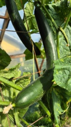 f3567c7d-6d35-4975-84ab-f3533d194654