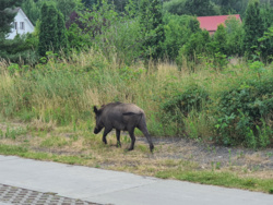 8cf77d26-31cf-4049-a5f2-c67dddaf3988