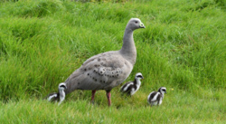 Tajemnice adopcji u ptaków. To może być strategia rozpraszania drapieżnictwa