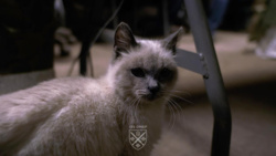 e3d42594-bd06-41af-8444-cf3fc165302e