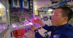 Pomidory z kosmicznego ogrodu