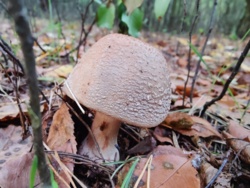 b7615859-c447-427c-b5c7-da31d09a4a8d