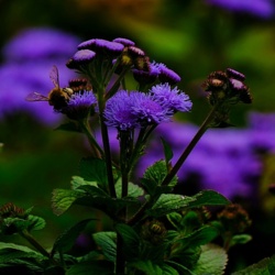 Żeniszek Meksykański - Ageratum Houstonianum / Fotografujemy Przyrodę