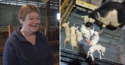 Owcze sześcioraczki na dwóch farmach we wschodniej Islandii