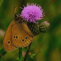 Piękny motyl Przestrojnik trawnik z leśnej polany