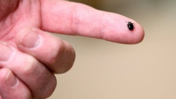 Szczepionka Pfizera i Valnevy przeciw boreliozie skuteczna w 70% w badaniu klinicznym