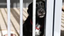 "Pani pójdzie i sołtysa poszuka". Psie "przerzuty" i ogromna dziura w opiece nad bezdomnymi zwierzętami