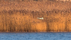 58f68ab2-2215-4429-8f9a-cca48273d874