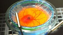 Zobacz, jak ze zwykłego jajka rodzi się pisklak w szklance [WIDEO]