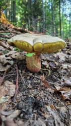 a30a990e-38ab-4c95-b8aa-5dab46a7ff47