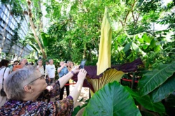 Kto ukradł "Davida"? Śmierdzący gigant zniknął z ogrodu botanicznego