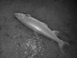 e4a6aa79-1504-4143-8156-1c12e66dbdeb