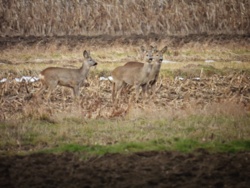 18b98f5c-d789-4f8a-bc42-ada0bb611cc2