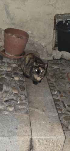 Kot o szylkretowym umaszczeniu #sycylijskiekoty #koty #zwierzaczki - Patkapsychopatka - Hejto.pl