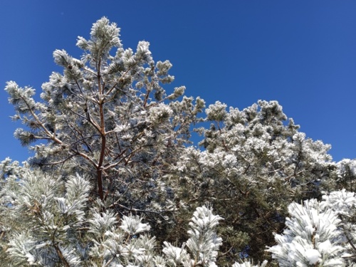 #zima #spacer #pogoda #fotografia Pare godzin po czasie:stuck_out_tongue_winking_eye: , ale i tak jest ładnie. - winiucho - Hejto.pl