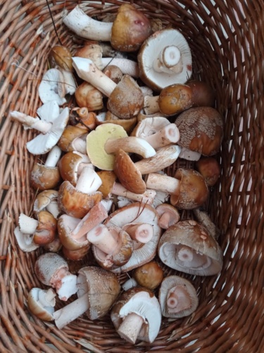 mmm prawdziwki #grzyby #zegnajcie - voy.Wu - Hejto.pl