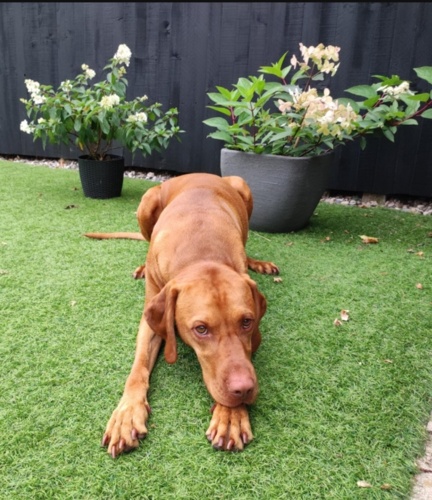 24 730,52 + 5,53 = 24 736,05 Dzisiaj pobiegane w parze :feet::dog::feet: #sztafeta #psy #pokazpsa - bacteria - Hejto.pl