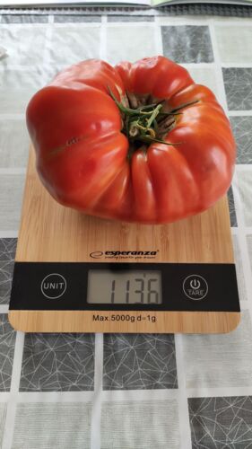 No cześć ﻿#pomidoroweigrzyska﻿ Odmiana gigant z nasion z największego okazu z poprzedniego roku ale to jeszcze - Niv - Hejto.pl