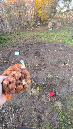 Ciekawie czy mi starczy sto cebulek na Tulipanowy pentagram xD #heheszki #pasjonaciubogiegozartu #ogrodnictwo #gownowpis - starebabyjebacpradem - Hejto.pl