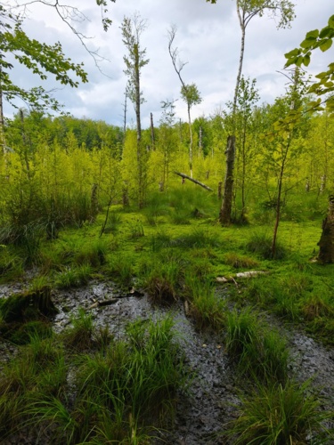 Ludzie mają ulubione kawiarnie czy sklepy, a ja mam ulubione bagno. :melting_face: #bagno #natura #las - motokate - Hejto.pl