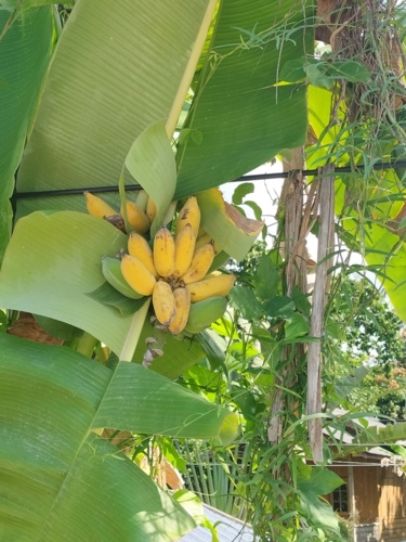 Pierwszy raz widziałem dojrzałe banany na "drzewie" #tajlandia #rosliny - Analnydestruktor - Hejto.pl
