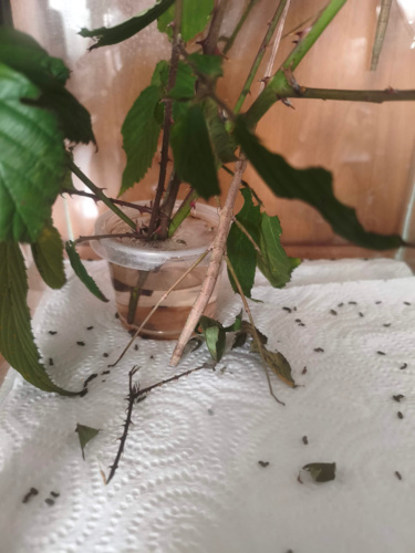 Ktoś tu chyba spierniczył się na ziemię obgryzając nie tę gałązkę co trzeba xD Nie wiem tylko czemu żrą - Jakly - Hejto.pl