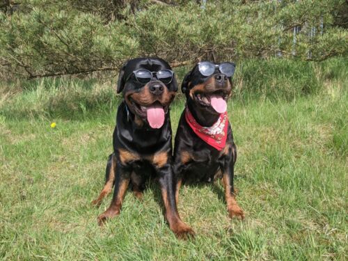 Grunt na hejto przetestowany, szanse na wykopową gównoburzę wycenione, czas wejść w tematy bardziej kontrowersyjne: - Rozpierpapierduchacz - Hejto.pl