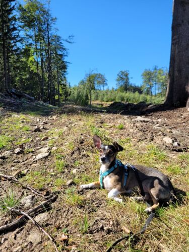 370 014,8 - 36,5 = 369 978,3 Spacer z psiną. Ciapąg dojechał do Bielawy po 9 i ruszamy ;) Drugi raz bym zaplanował - nobodys - Hejto.pl