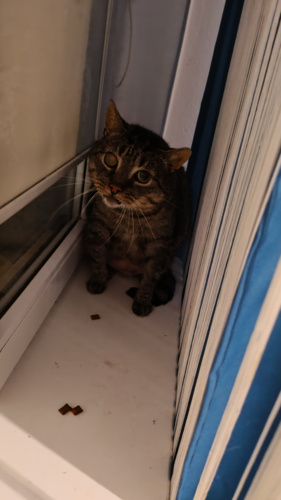 Ot, kocie charaktery i osiągnięcia przy oswajaniu... Kot 1? Drugiej nocy dał pogłaskać się po brzuchu i spał w - Aramil - Hejto.pl