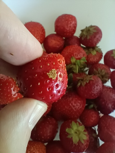 czy to jajka muchy? #gownowpis - roadie - Hejto.pl