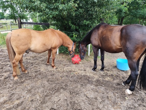 Nie śpię bo muszę #konie prowadzac... Ustaw budzik na 5:30. Wstań i 4:50 bo nie możesz spać. Czy to już starość - NatenczasWojski - Hejto.pl