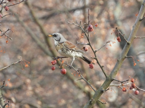 #ornitologia #ptaki #zwierzaczki Wiosna w pełni. Dołączyłem dzisiaj do znajomego ptasiarza, który inwentaryzował - okim - Hejto.pl