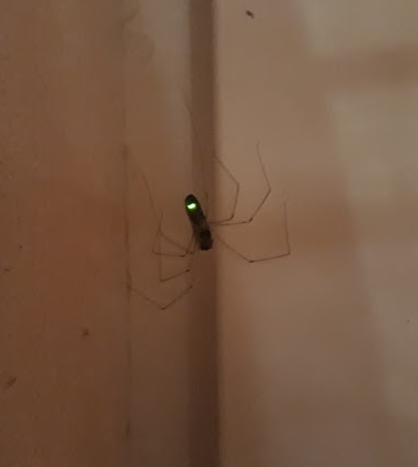 dziwny świetlik - voy.Wu - Hejto.pl