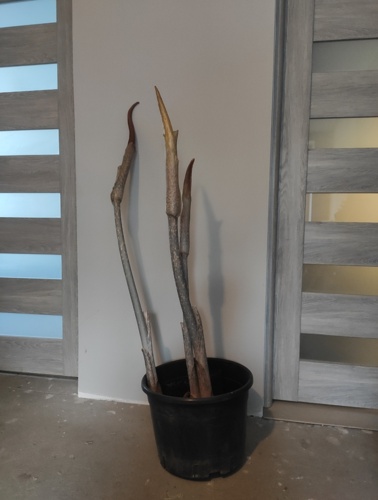 Uwaga, ważne #rozdajo #ogrodnictwo Mijał rok za rokiem sezon za sezonem, a nim się obejrzałem namnożyło mi się - Zielonywewszystkim - Hejto.pl