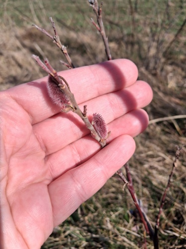 Bazie kotki. Na razie mało, bo posadzone rok temu na wiosnę. Jedna odmiana różowa Mount Aso (kupiona), a drugie - GazelkaFarelka - Hejto.pl