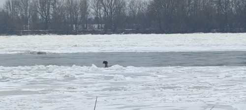 Ech, poszedłem na spacer na drugą stronę Wisły, widzę biega pies. Z daleka wyglądał na dzikiego więc przezornie - AdelbertVonBimberstein - Hejto.pl