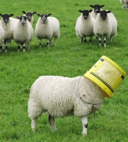 Modek #hejto na szkoleniu z zakresu praktycznego zastosowania kamuflażu na portalu :wink: #owcaspam #heheszki - Yes_Man - Hejto.pl